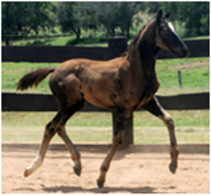 Redwood London Affair Remi London Affair