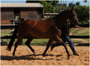 Remi Florence Nightingale Remi Florence Nightingale