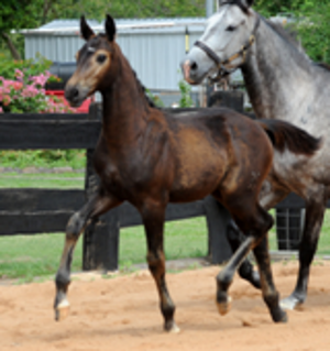 Remi Fishers Ghost Remi Fishers Ghost