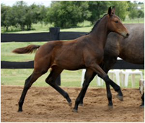 Remi LA Confidential Remi LA Confidential