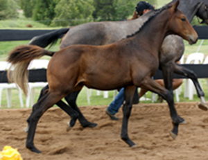 Remi LA Confidential Remi LA Confidential