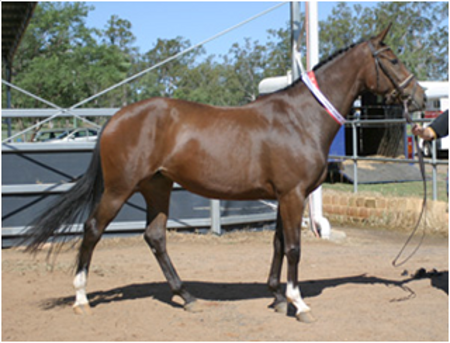 Remi La Bamba Remi La Bamba