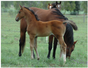 Remi Flashdance Remi Flashdance