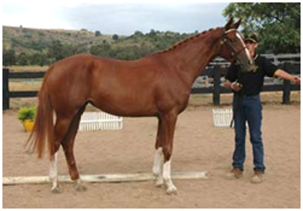 Remi London Belle Remi London Belle