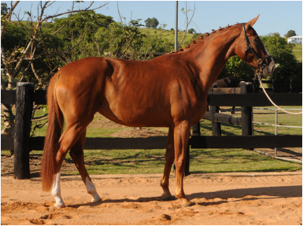 Remi London Star Remi London Star