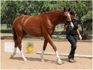 Remi Love Story Remi Love Story