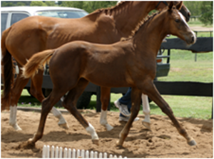 Remi Latin Lover Remi Latin Lover