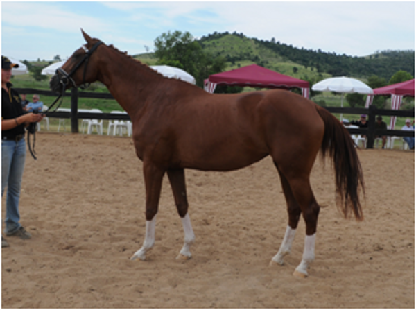 Remi Love Story Remi Love Story