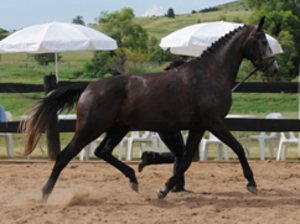 Semi Sunset Boulevard Elite Mare Semi Sunset Boulevard Elite Mare