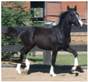 Remi Romantic Remi Romantic