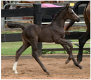 Remi Lord Darcy Remi Lord Darcy