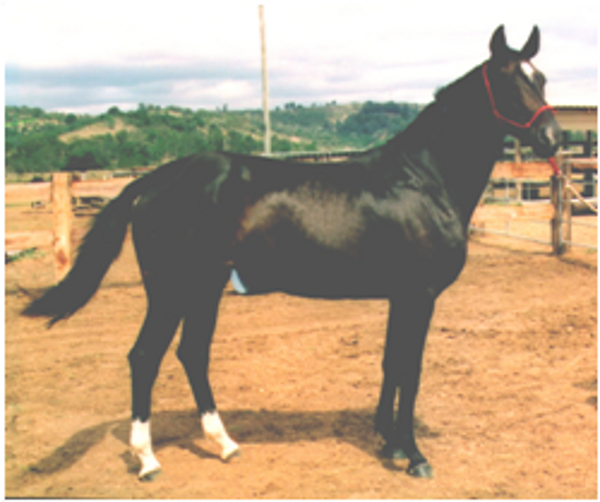 Remi Wedgewood Remi Wedgewood