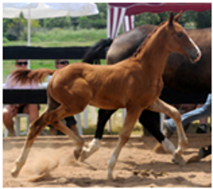 Remi Lovesong Remi Lovesong