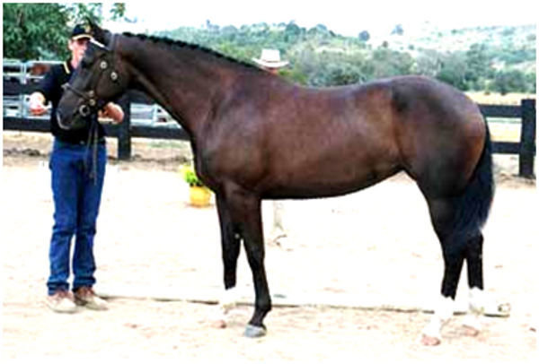 Remi Wolkensong Remi Wolkensong