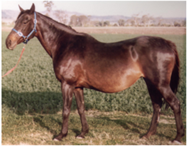 Rose O'Capri xx Rose O'Capri xx