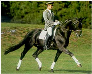 Rotspon Dressage Stallion Rotspon Dressage Stallion