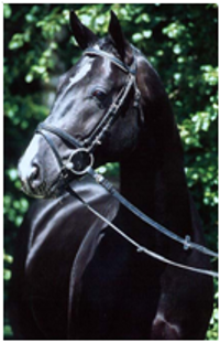 Rotspon Dressage Stallion Rotspon Dressage Stallion