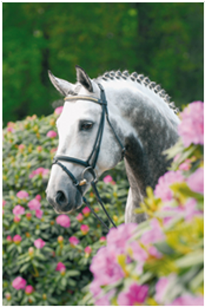 Royal Diamond Royal Diamond