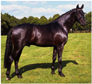 Sandro Hot Sandro Hot