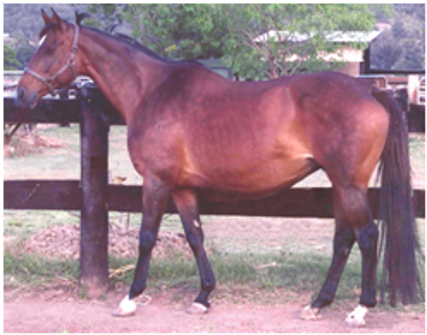 Surabaya xx Surabaya xx