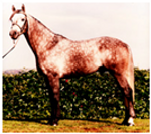 Remi Daley Remi Daley