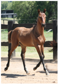 Remi Fifth Dimension Remi Fifth Dimension