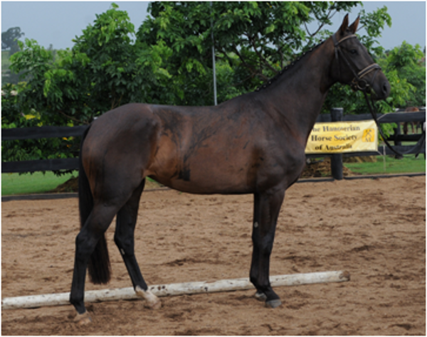 Remi First Lady EMC Remi First Lady EMC