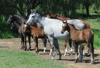 Home Foals Home Foals