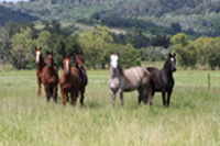 Home Broodmares Home Broodmares